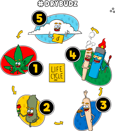 #DRYBUDZ Life Cycle